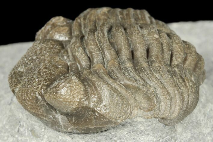 Eldredgeops Trilobite Fossil - Silica Shale, Ohio #188841